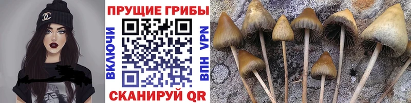 shop Telegram  Болхов  Галлюциногенные грибы Magic Shrooms  гидра ТОР 